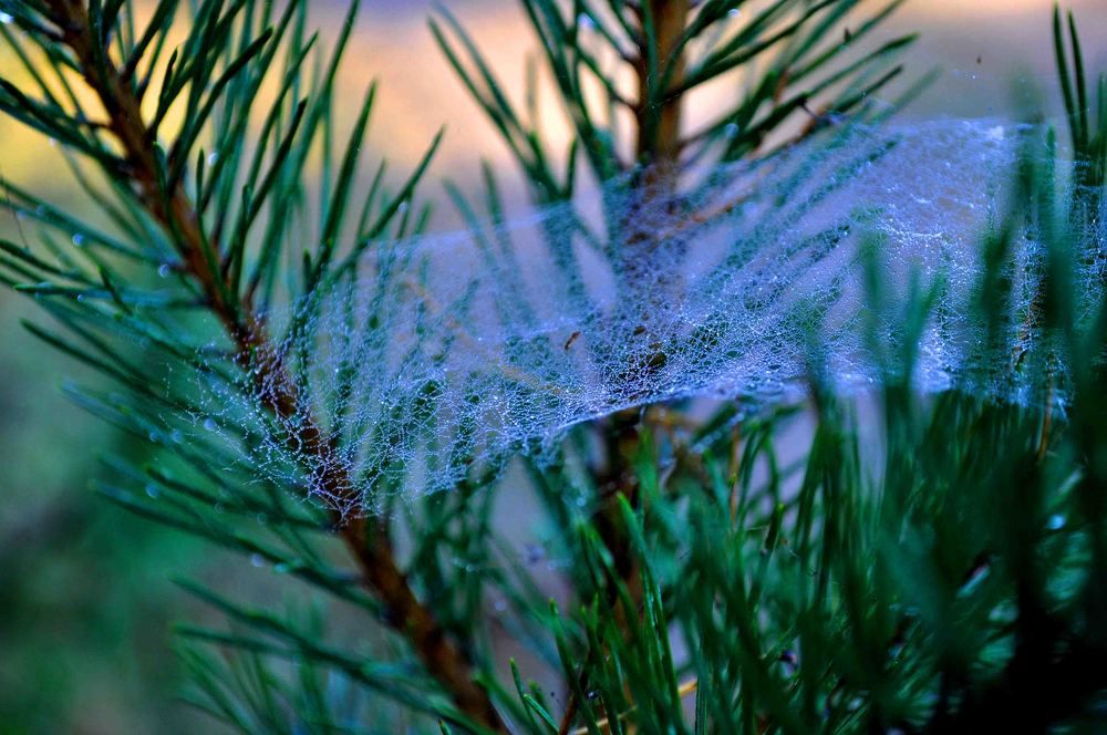 бабине літо