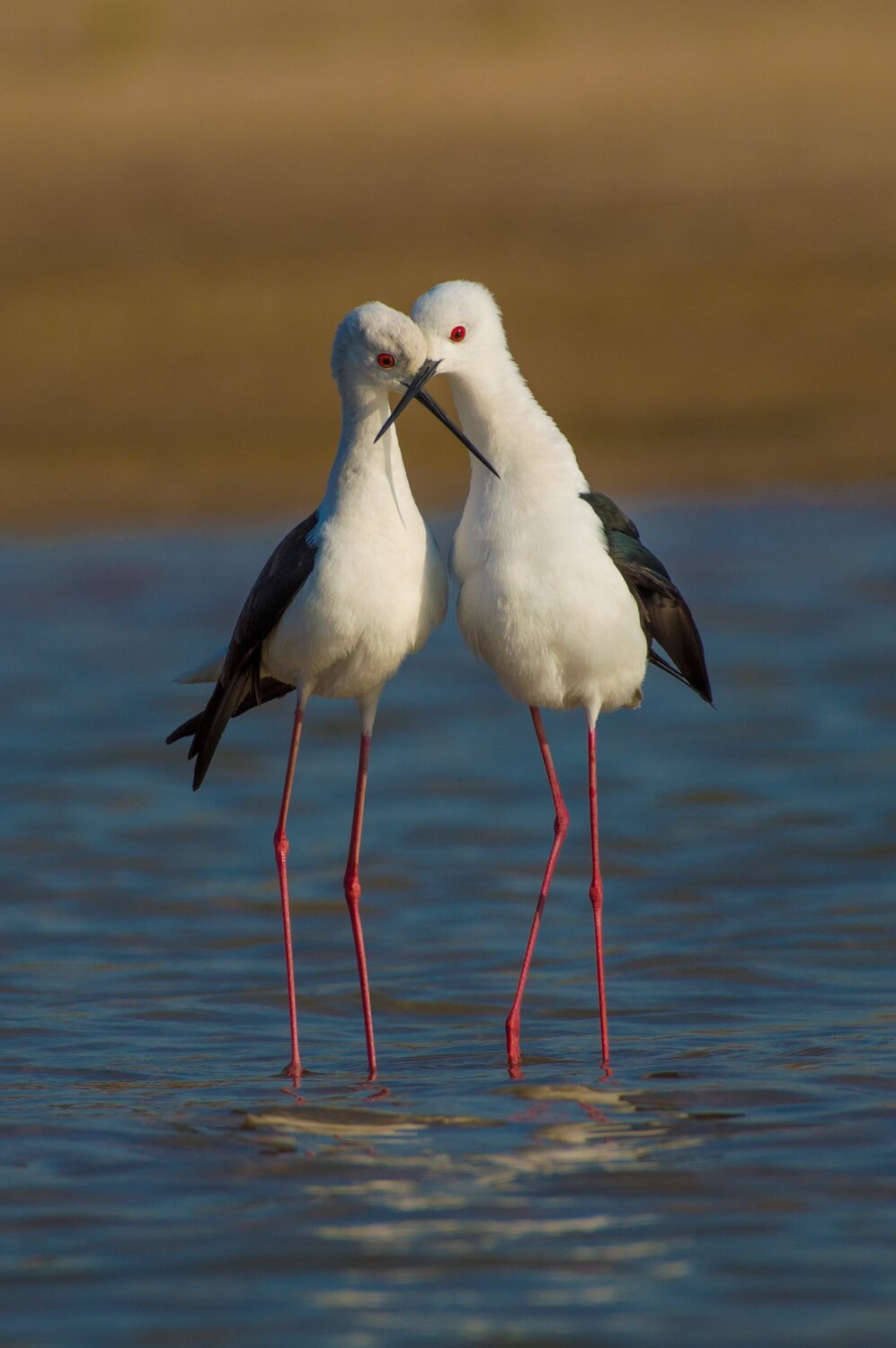 Black-winged stilt