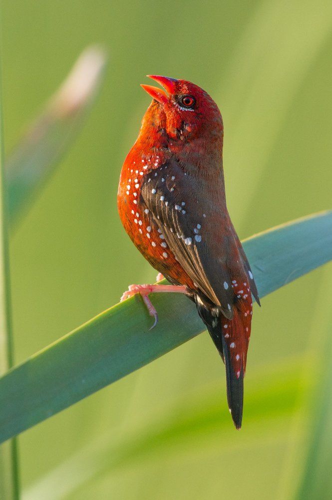 Red avadavat