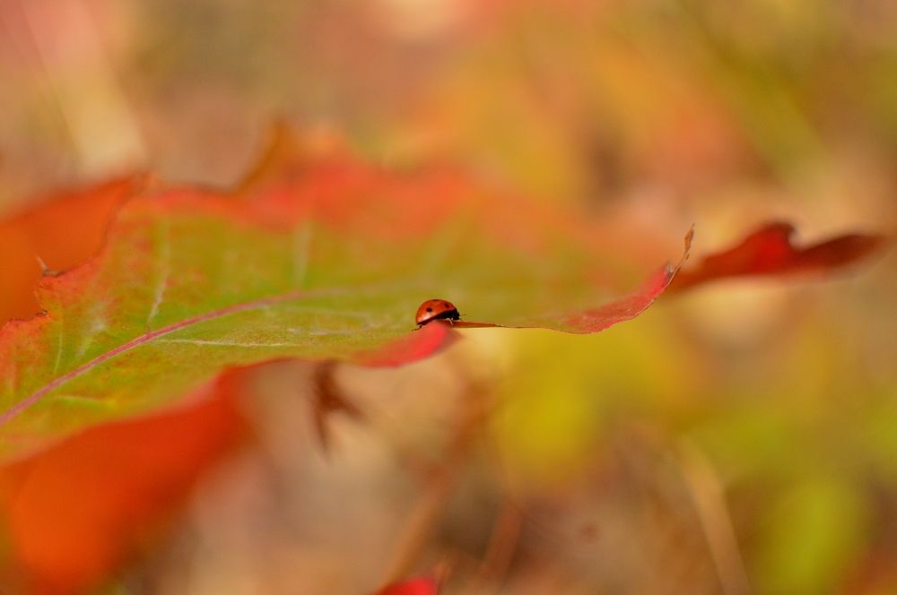 Photograph by Татьяна Василенко