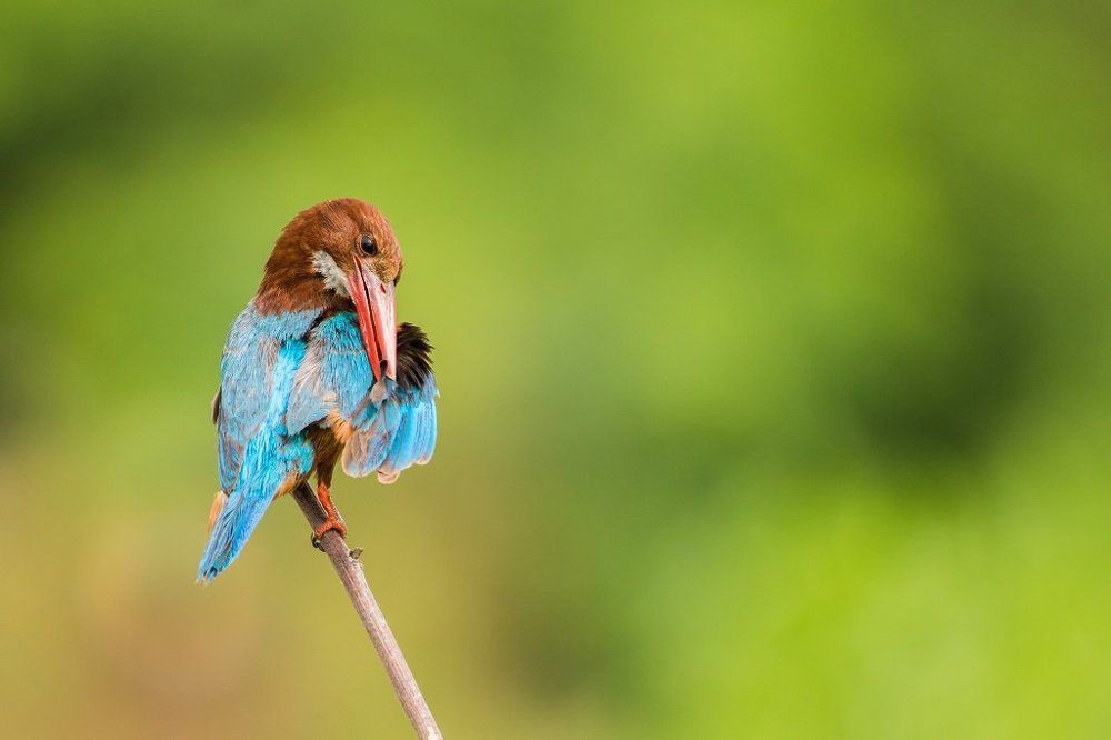 white-throated kingfisher