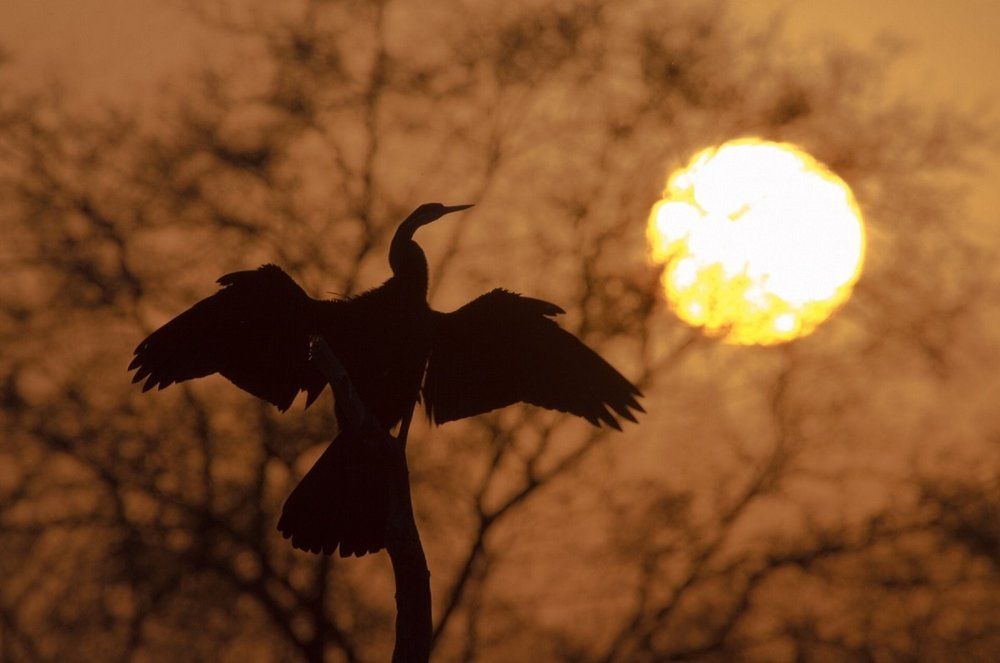 Indian Darter