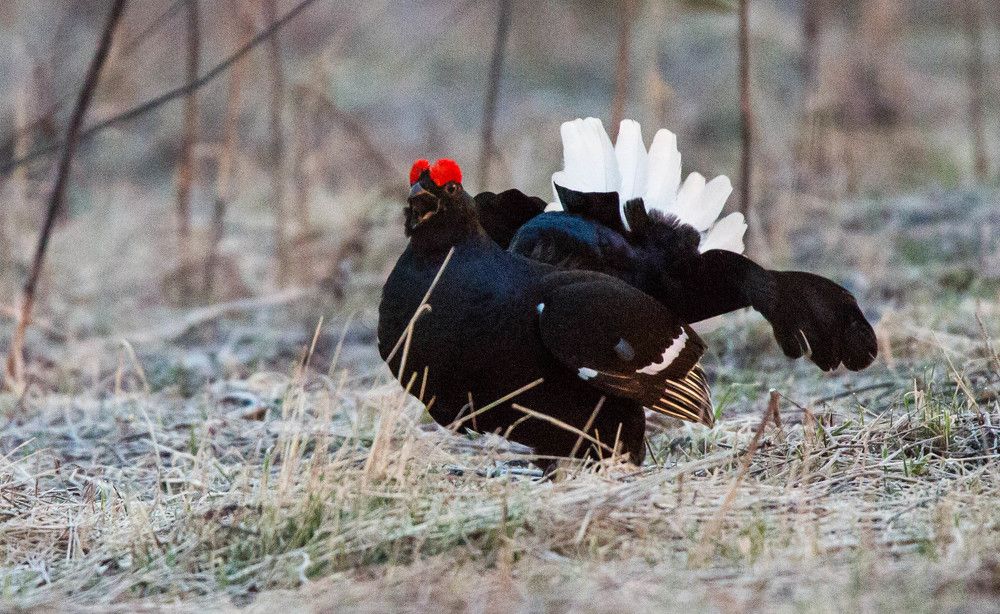 Трус! выходи на бой!