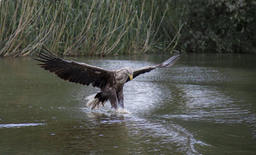 Погружение