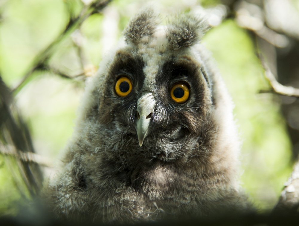 Ушастый совенок