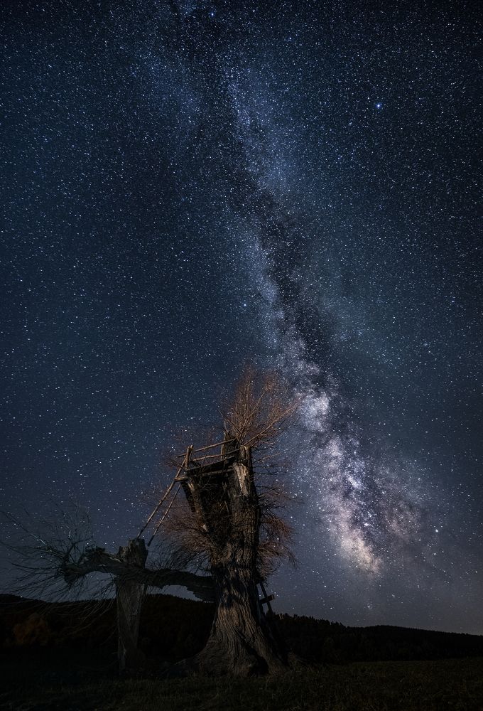 Тhe tree of the stars