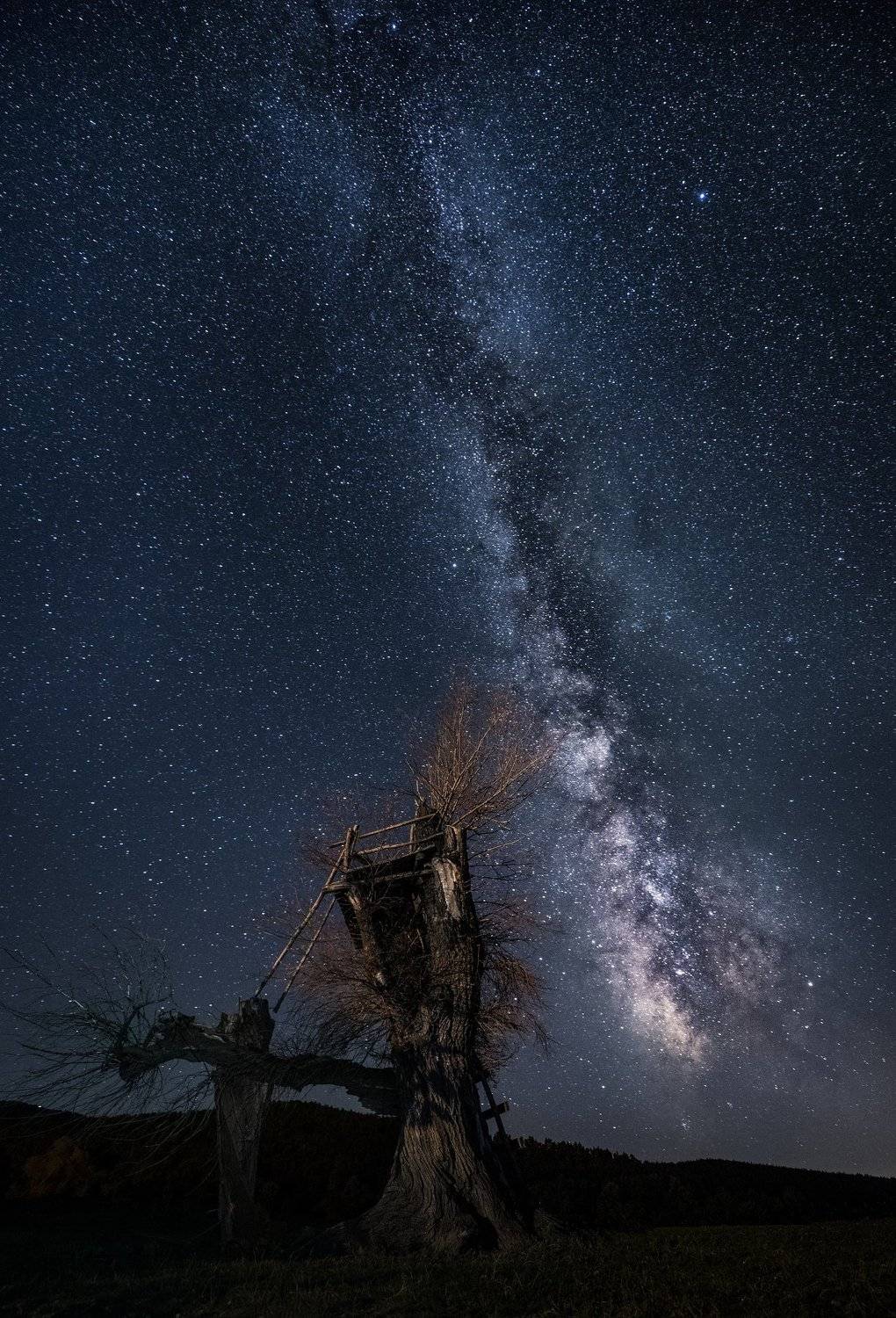 Тhe tree of the stars