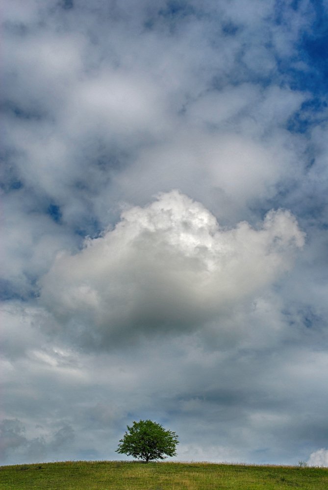 Одинокое дерево