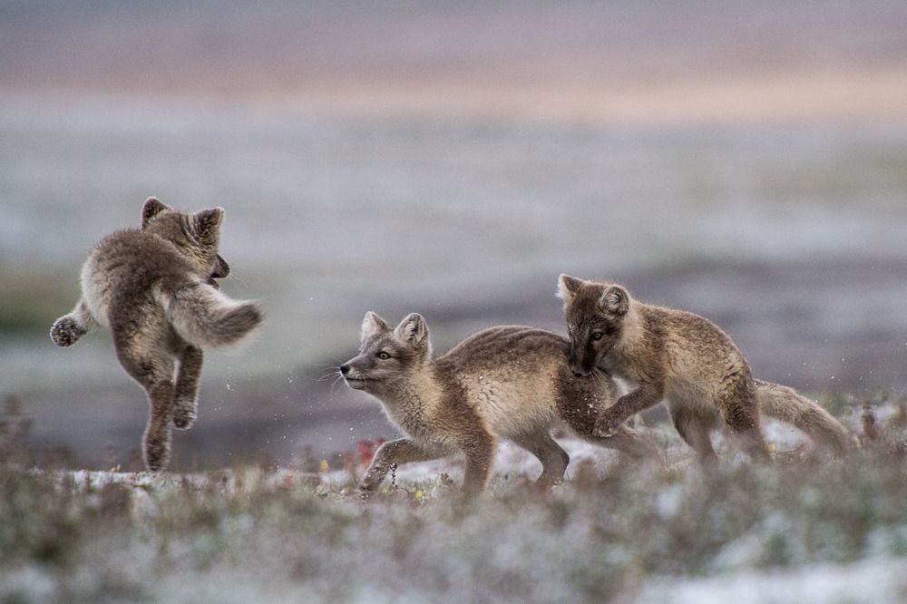Подростковые шалости