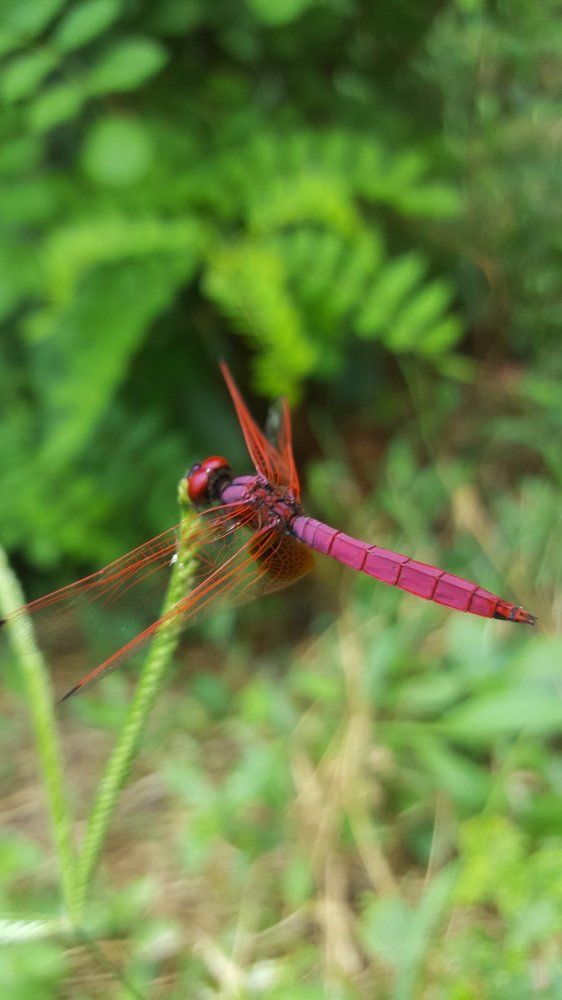 Dragon fly