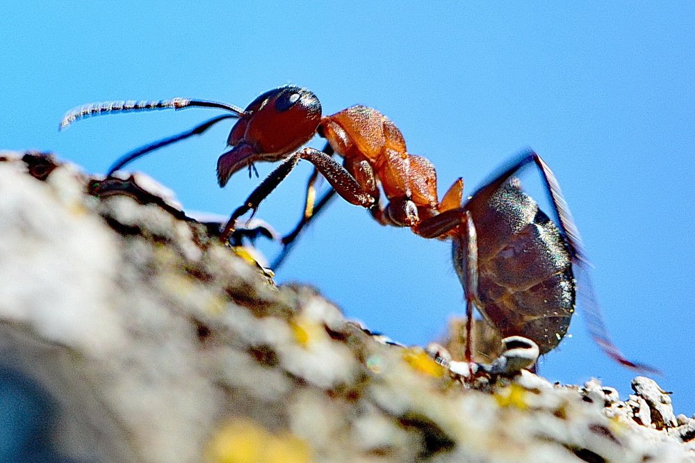 Муравейчик