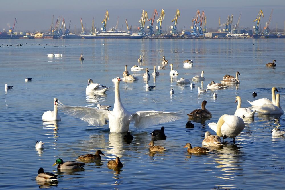 Птичий край.