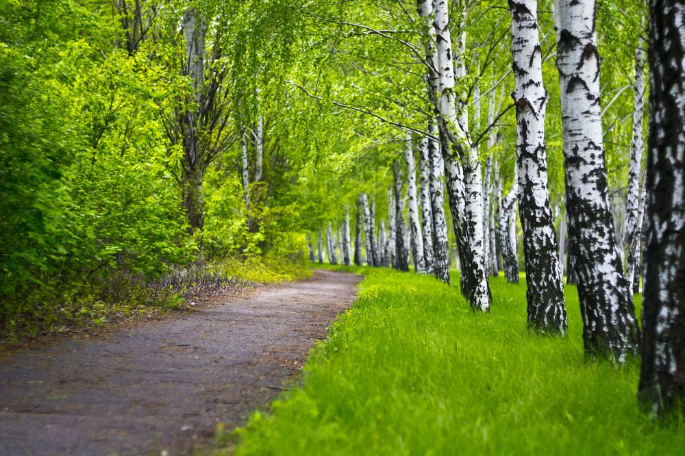 Светлая дорожка