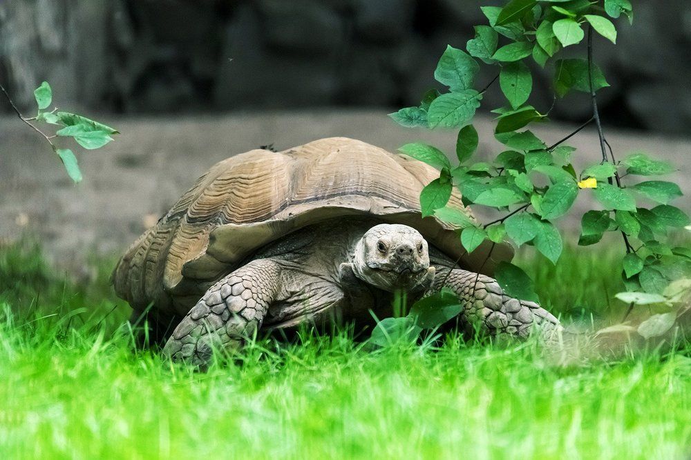 Шпороносная черепаха