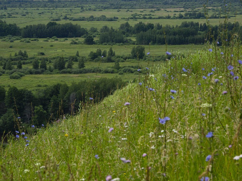 Summer in Gorokhovets