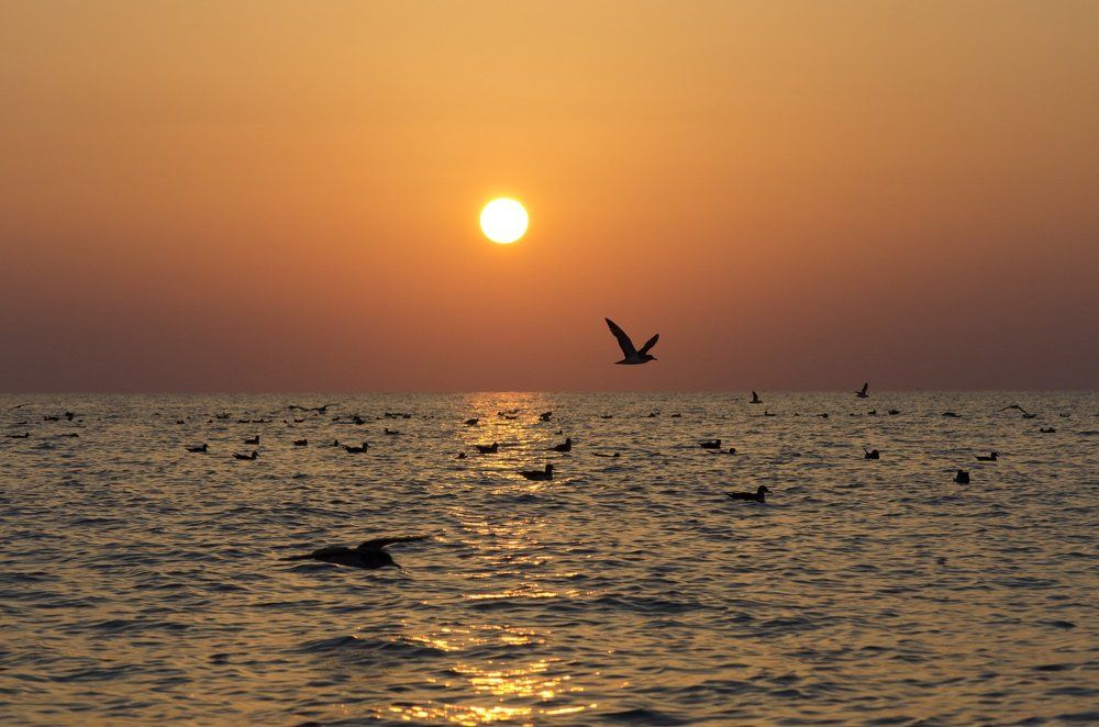 Calonectris diomedea