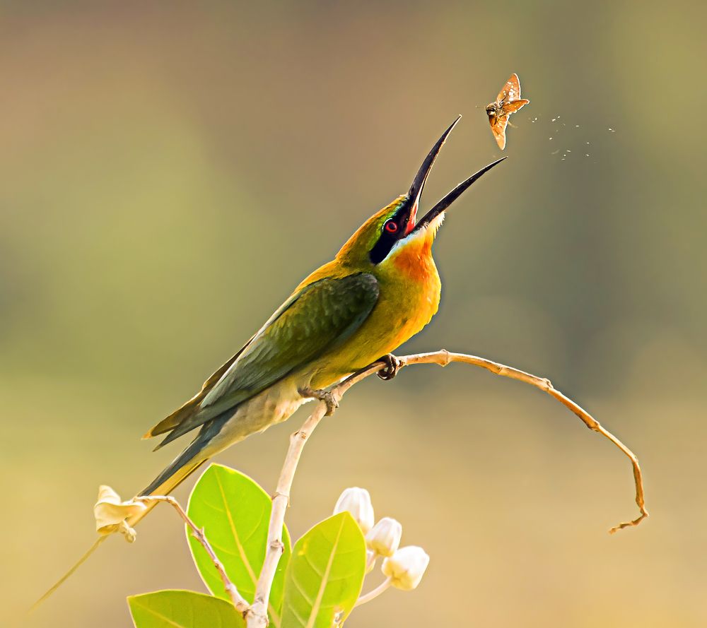 || Death in Heaven ||