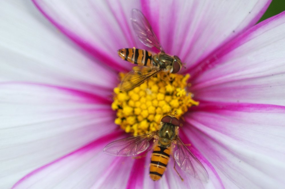 Insects (Насекомые)