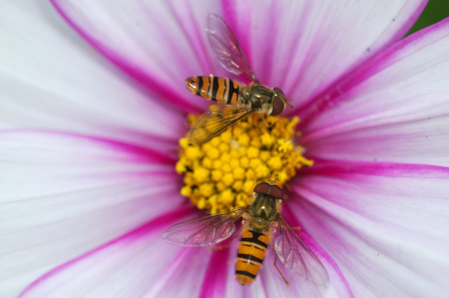 Insects (Насекомые)