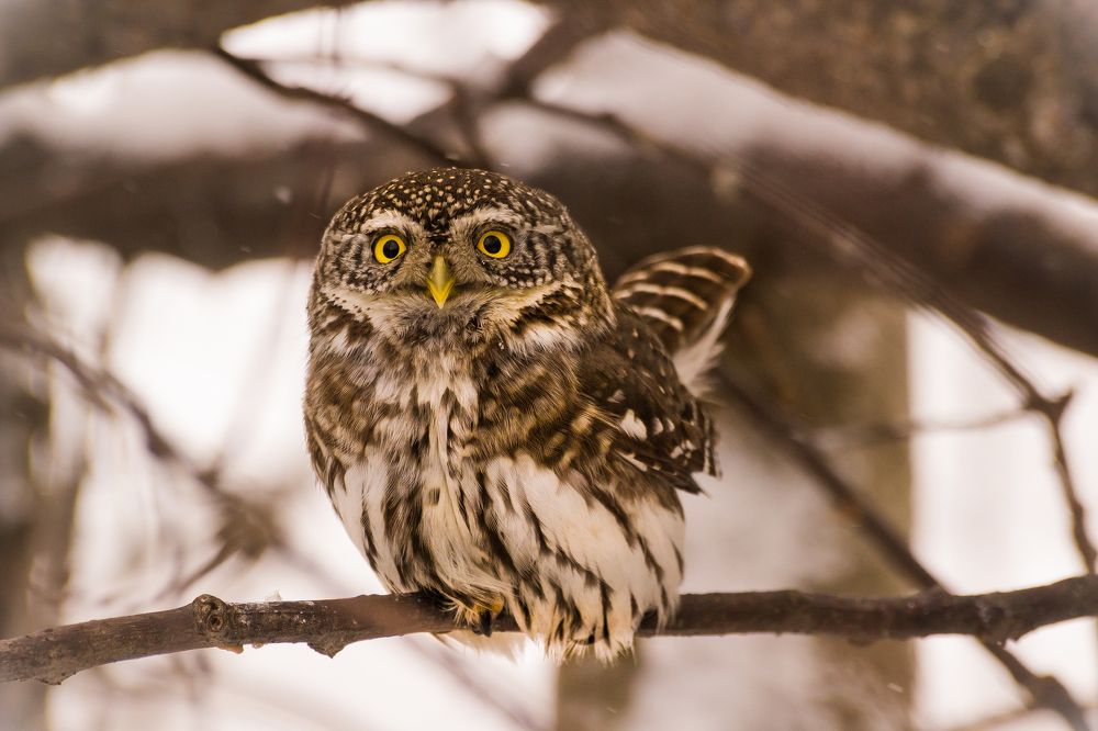 Сыч воробьиный