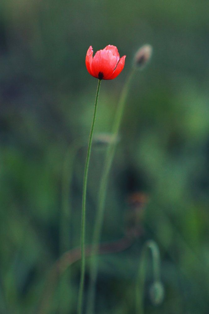 Одинокий мак