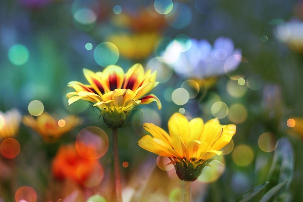 краски лета