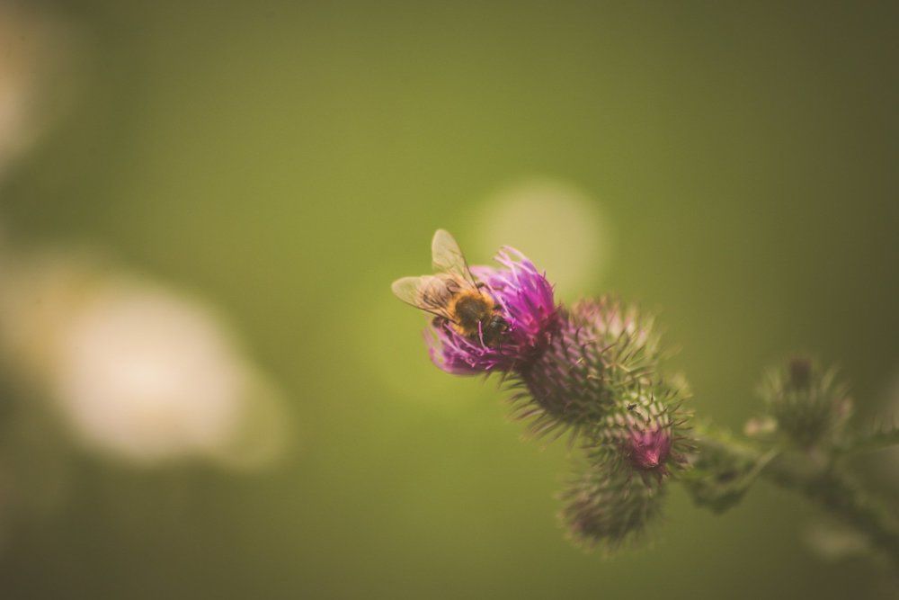 Let it bee