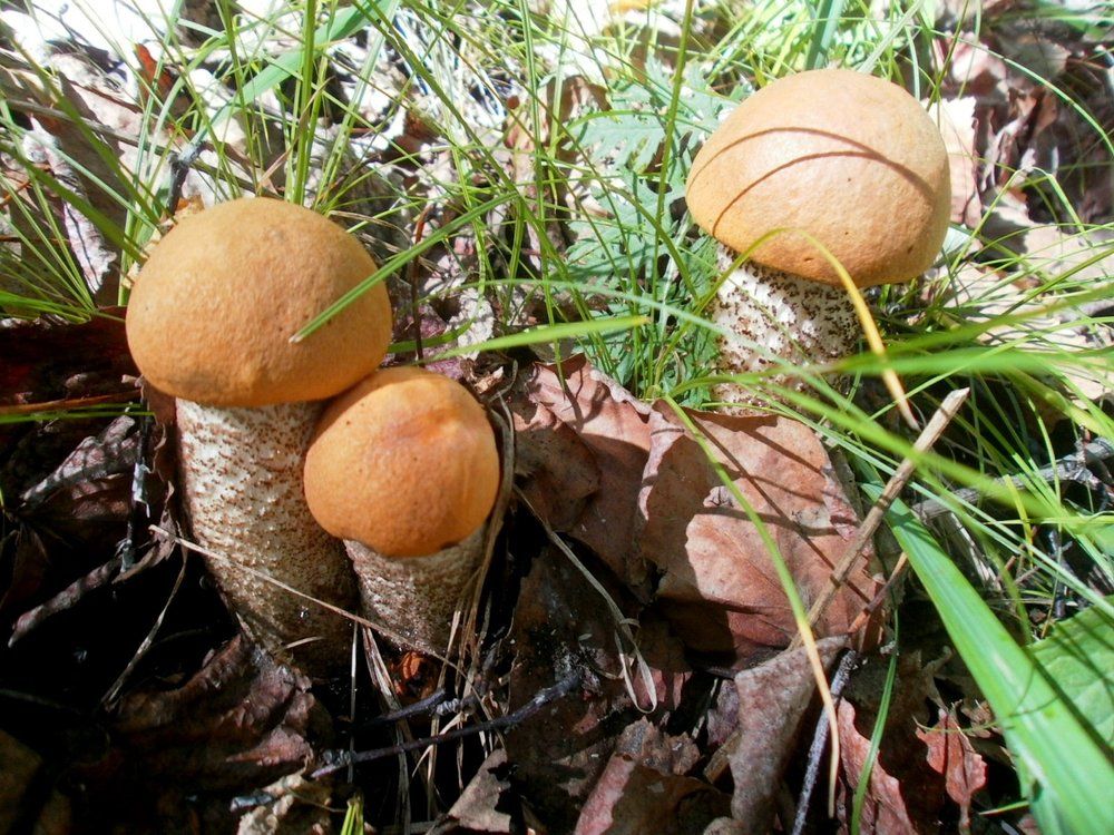 Тихая охота сентября