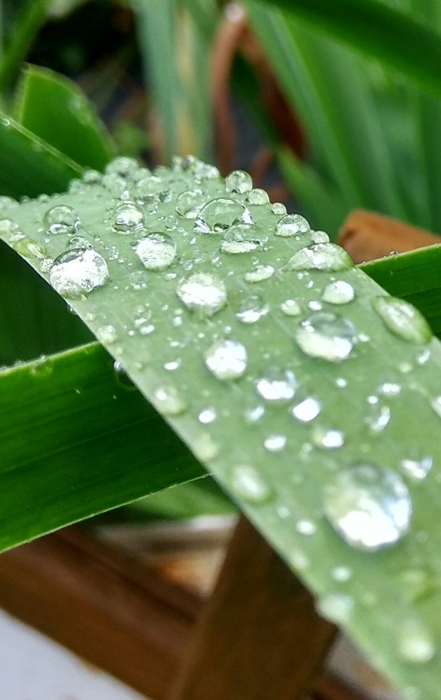 Свежесть дождя