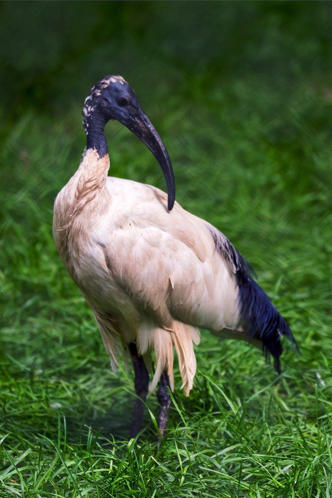 Ибис священный