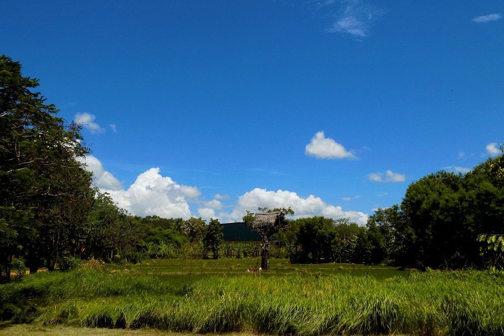 Field landscape
