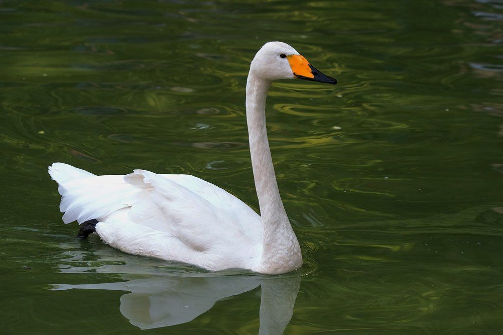 Лебедь-кликун