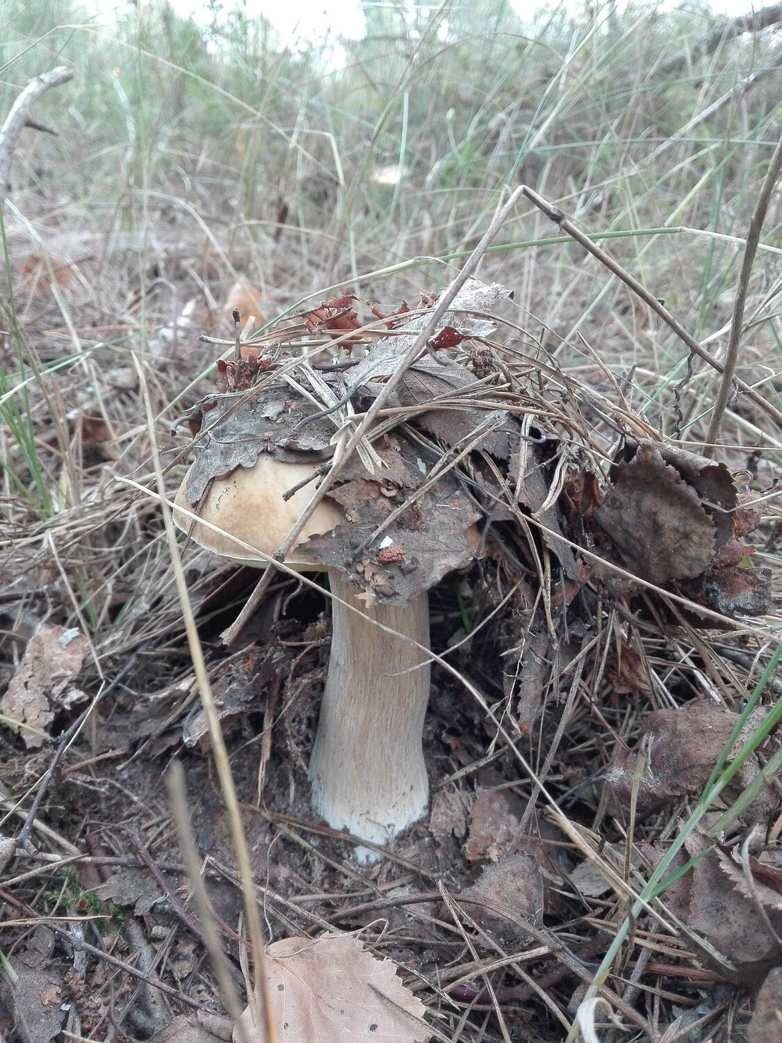 белый гриб