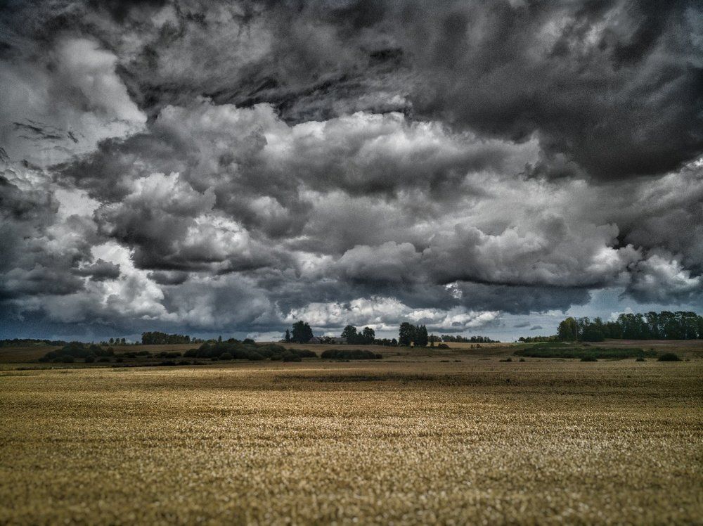 Золотое поле под темными тучами