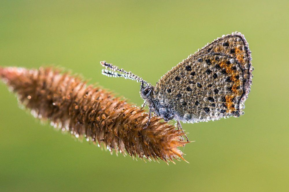 Утренний наряд.