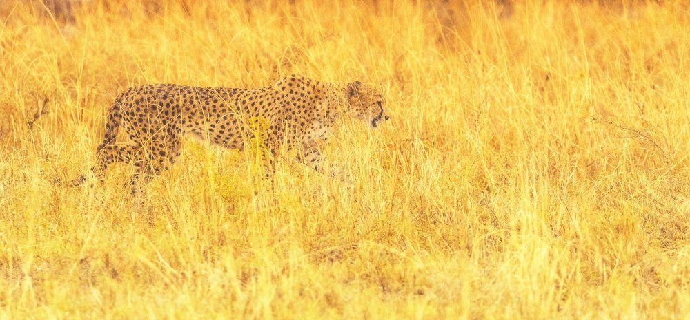 the faster predator of savanas