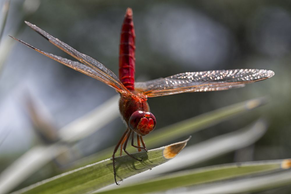 sparkling in the daylight
