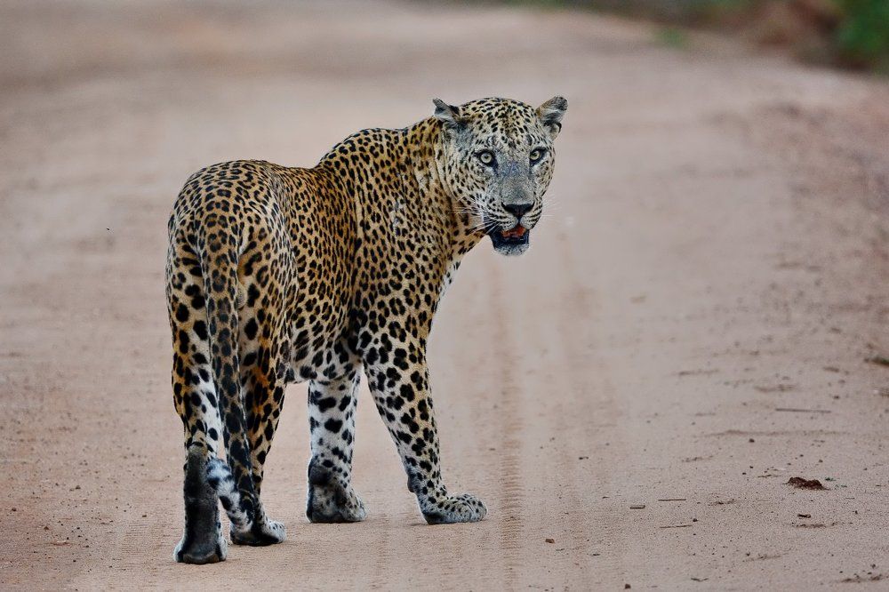 Я обернулся посмотреть...