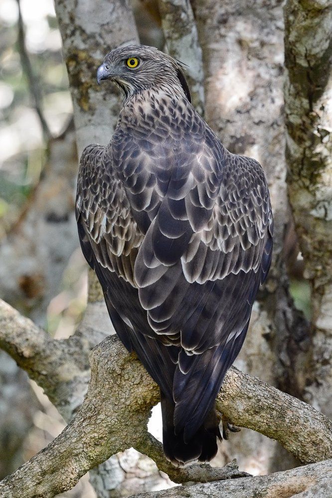 К фотографу спиной...