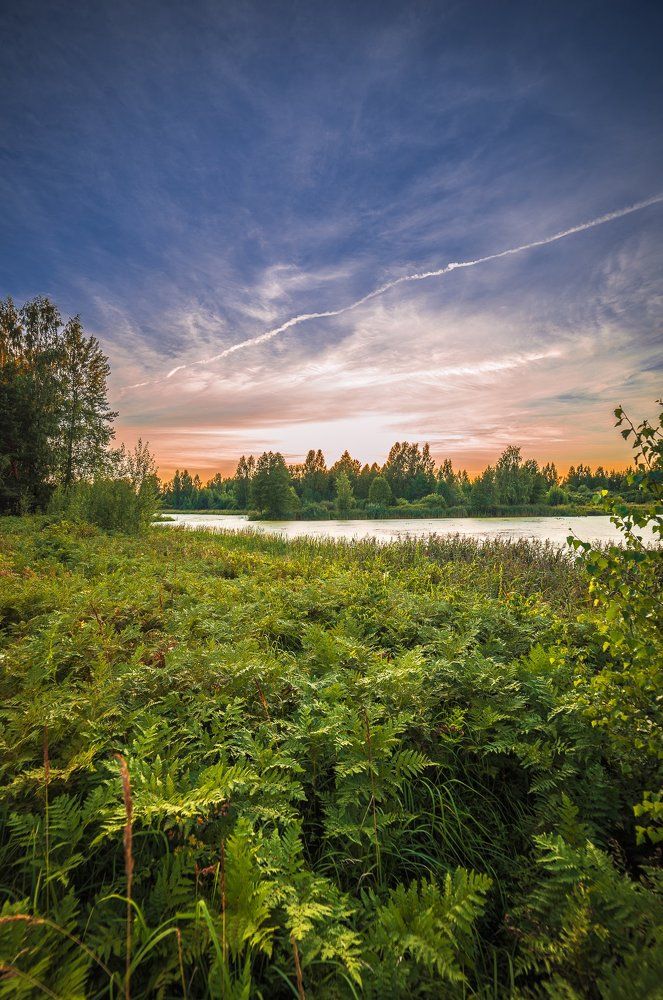 Папоротник