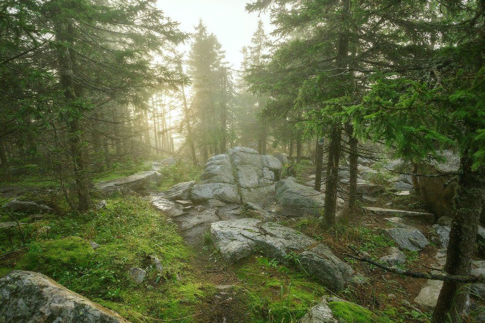 Облачный лес