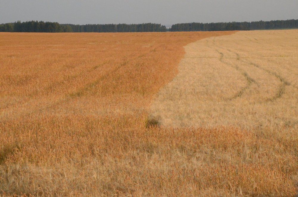 Все оттенки хлебного.