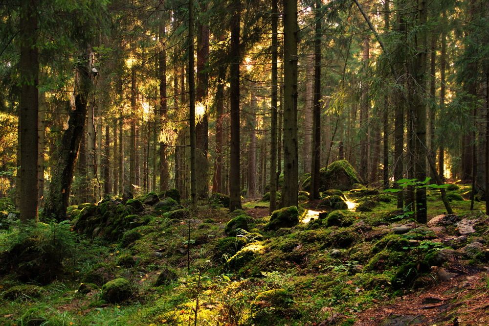 парк Монрепо.