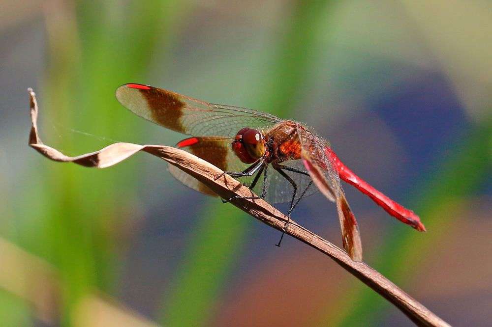 Стрекоза перевязанная