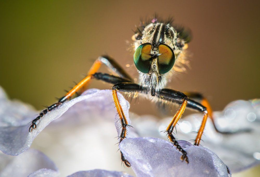 Photograph by Елена