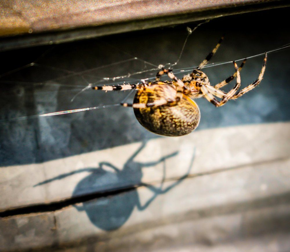 Паук и тень