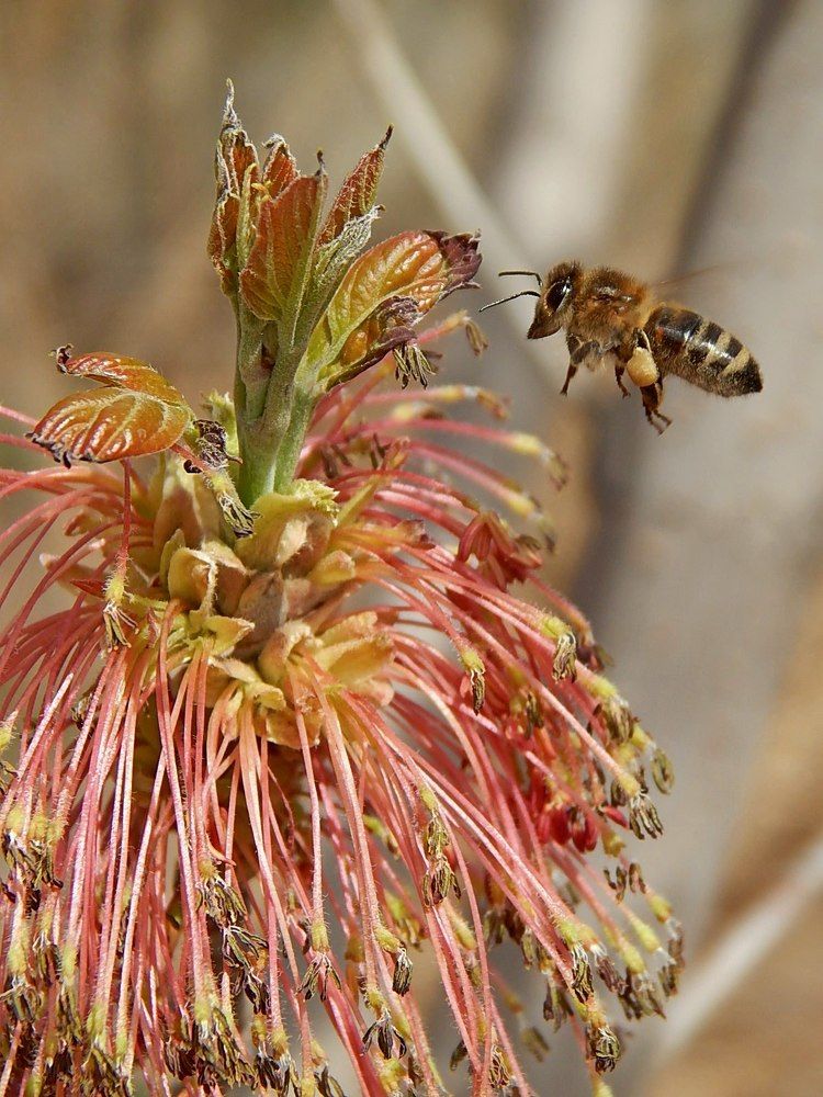 Пчёлка и клён