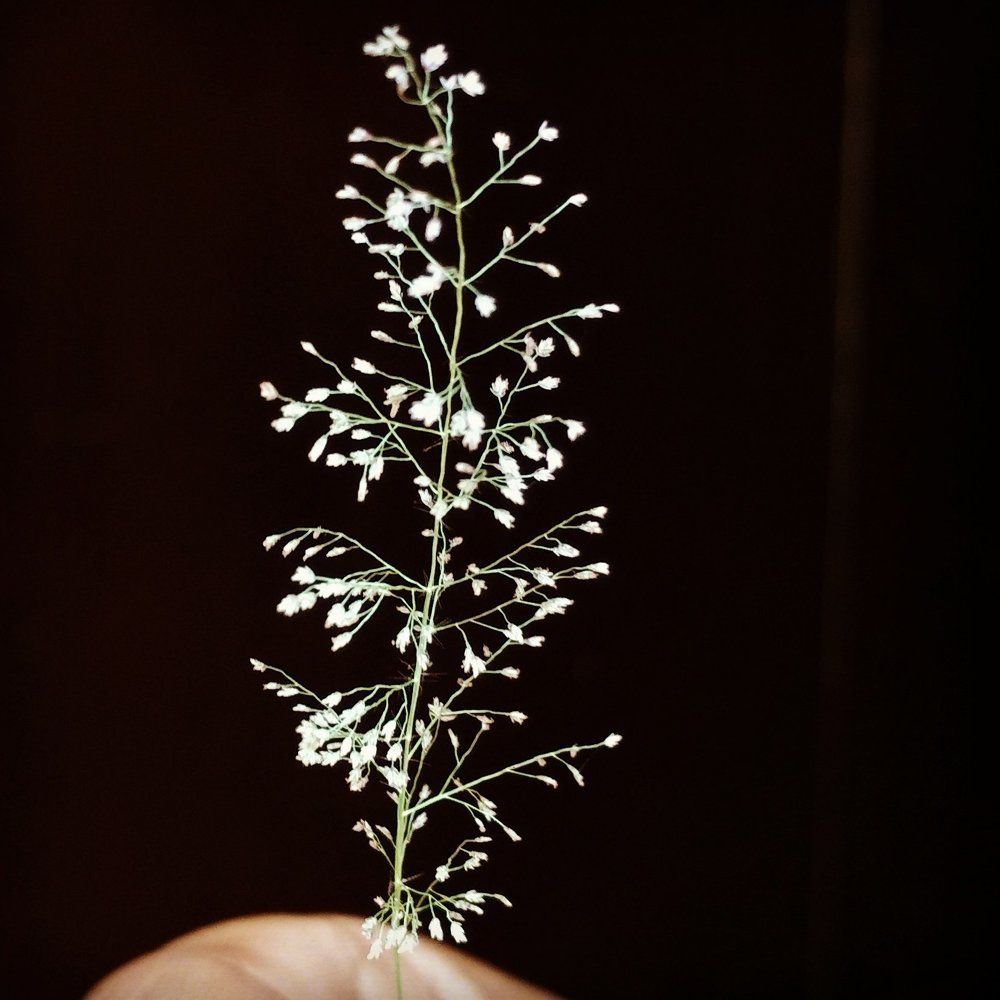 Micro photography