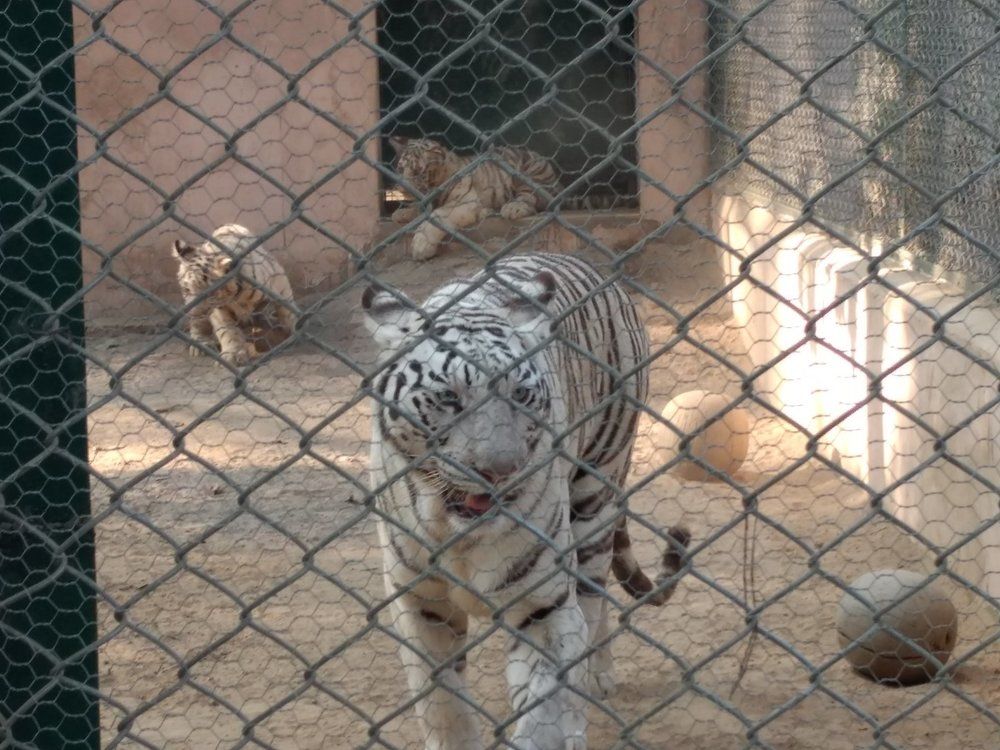 Wildlife