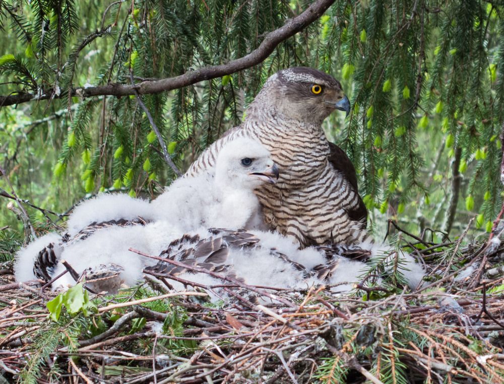 Хорошо когда мама рядом